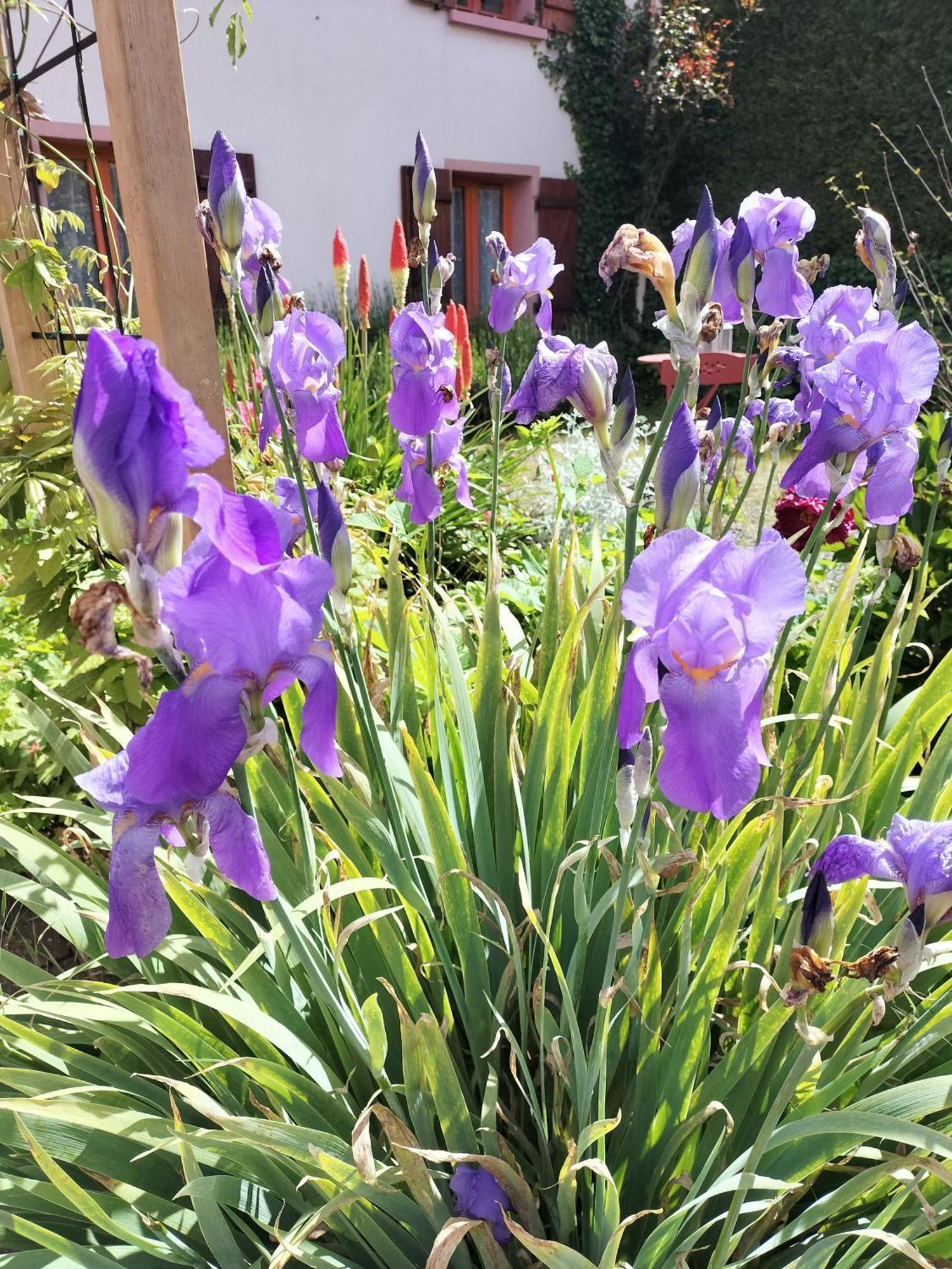 Les Hortensias La Souris Des Champs Étival-Clairefontaine Εξωτερικό φωτογραφία
